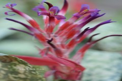 Billbergia pyramidalis